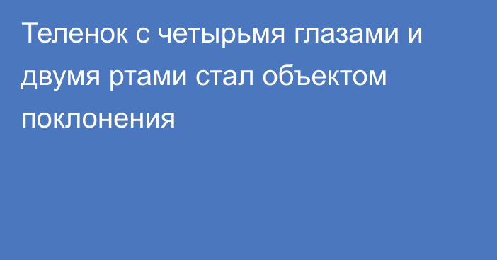 Теленок с четырьмя глазами и двумя ртами стал объектом поклонения