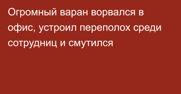 Огромный варан ворвался в офис, устроил переполох среди сотрудниц и смутился