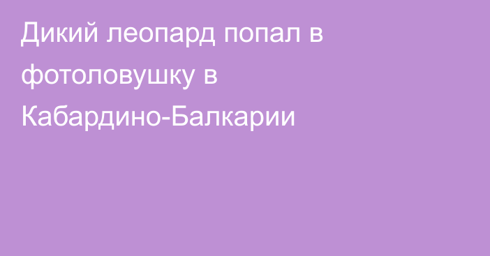 Дикий леопард попал в фотоловушку в Кабардино-Балкарии