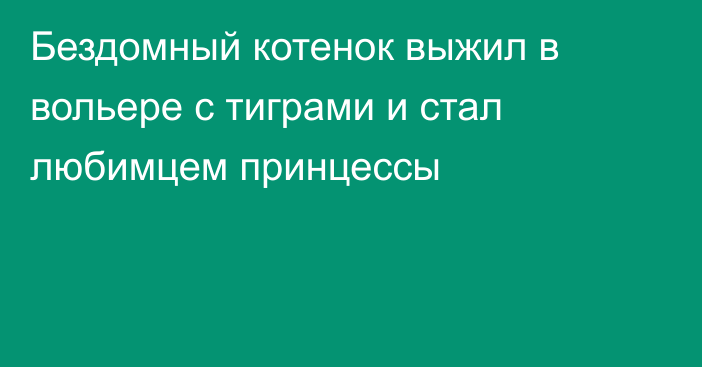 Бездомный котенок выжил в вольере с тиграми и стал любимцем принцессы