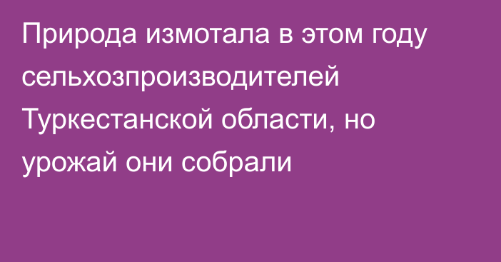 Природа измотала в этом году сельхозпроизводителей Туркестанской области, но урожай они собрали