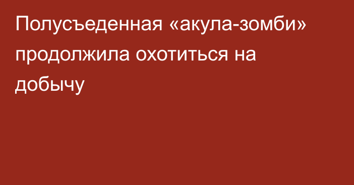 Полусъеденная «акула-зомби» продолжила охотиться на добычу