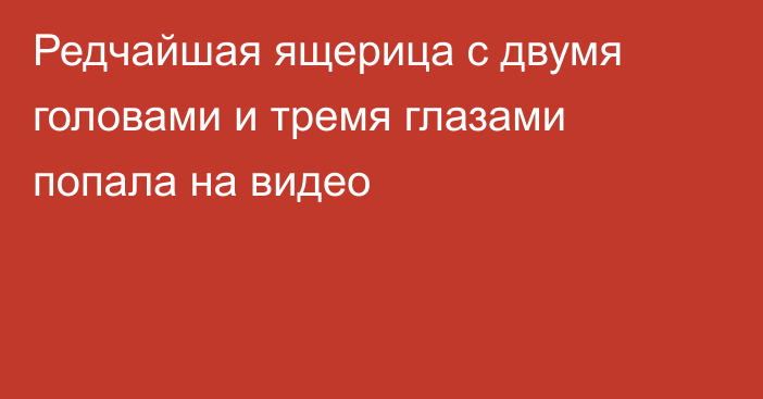 Редчайшая ящерица с двумя головами и тремя глазами попала на видео