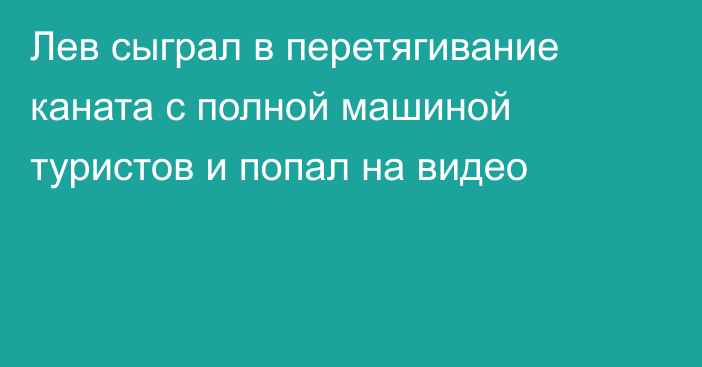 Лев сыграл в перетягивание каната с полной машиной туристов и попал на видео