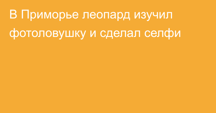 В Приморье леопард изучил фотоловушку и сделал селфи