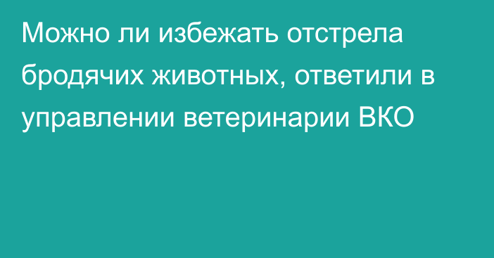 Можно ли избежать отстрела бродячих животных, ответили в управлении ветеринарии ВКО