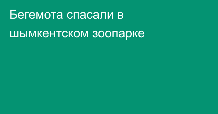 Бегемота спасали в шымкентском зоопарке