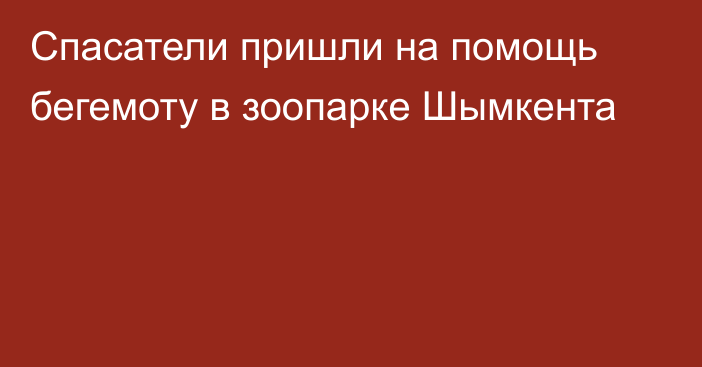 Спасатели пришли на помощь бегемоту в зоопарке Шымкента