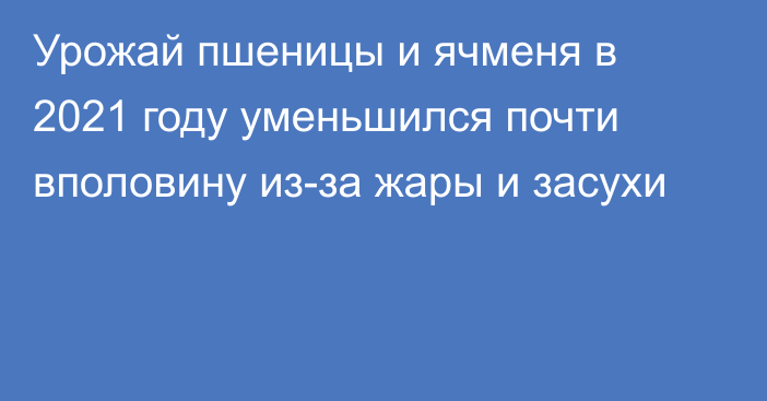 Урожай пшеницы и ячменя в 2021 году уменьшился почти вполовину из-за жары и засухи