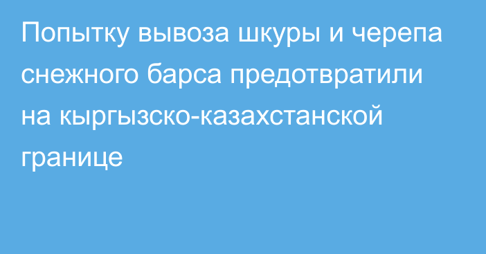 Попытку вывоза шкуры и черепа снежного барса предотвратили на кыргызско-казахстанской границе