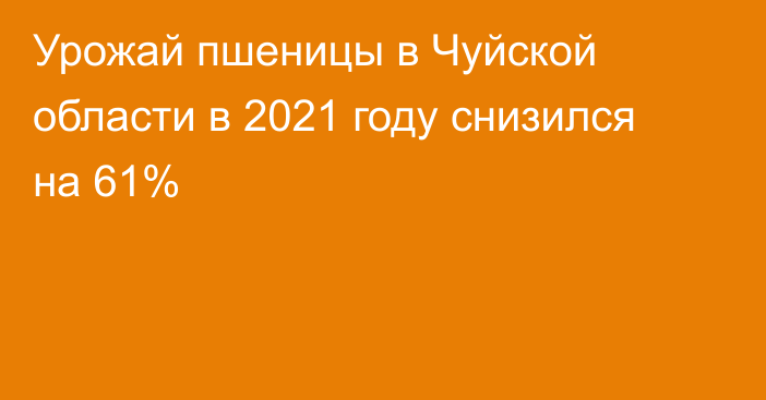 Урожай пшеницы в Чуйской области в 2021 году снизился на 61%