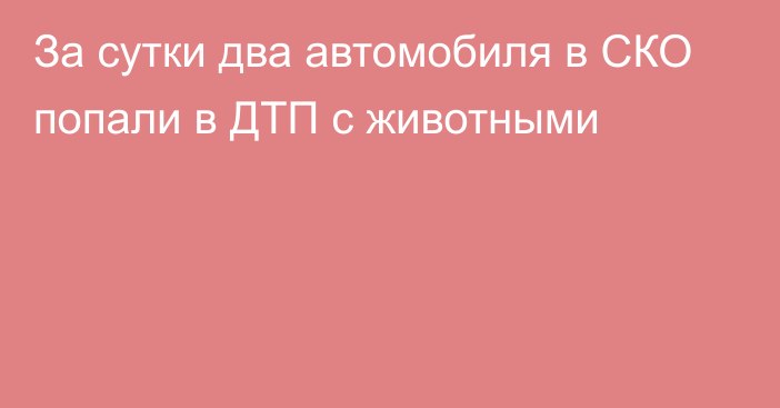 За сутки два автомобиля в СКО попали в ДТП с животными