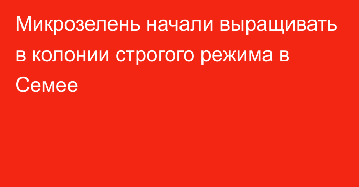 Микрозелень начали выращивать в колонии строгого режима в Семее