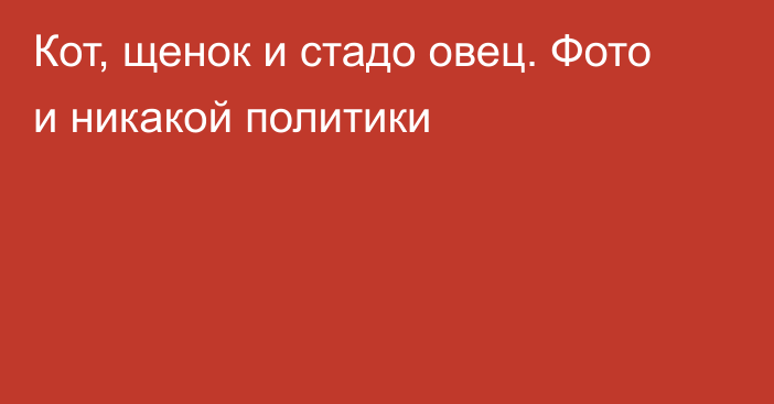 Кот, щенок и стадо овец. Фото и никакой политики