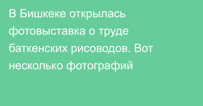 В Бишкеке открылась фотовыставка о труде баткенских рисоводов. Вот несколько фотографий