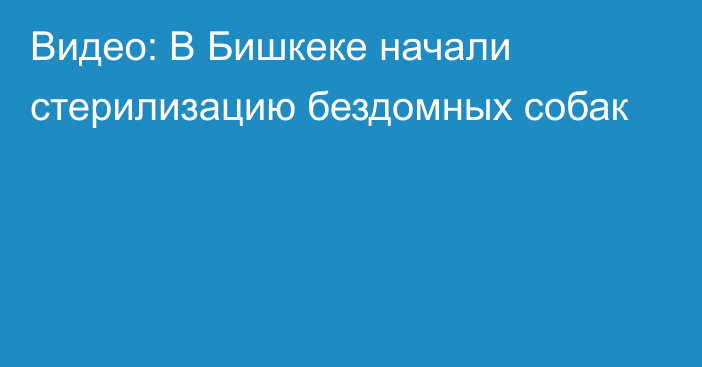 Видео: В Бишкеке начали стерилизацию бездомных собак