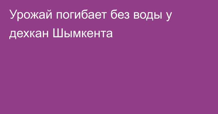 Урожай погибает без воды у дехкан Шымкента