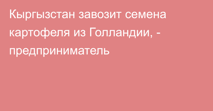 Кыргызстан завозит семена картофеля из Голландии, - предприниматель 