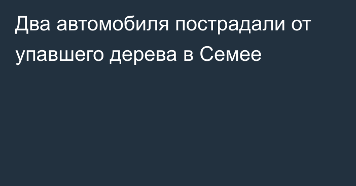 Два автомобиля пострадали от упавшего дерева в Семее