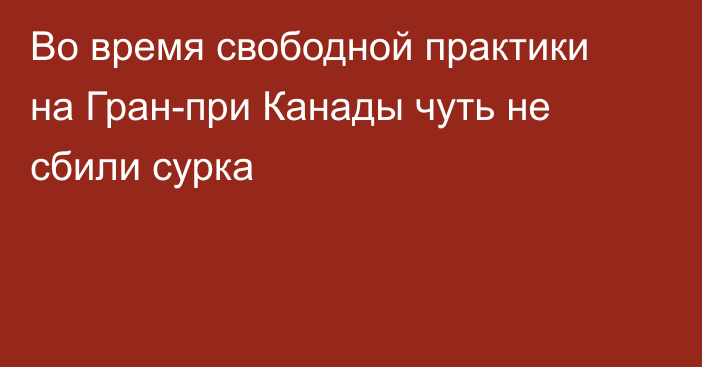 Во время свободной практики на Гран-при Канады чуть не сбили сурка