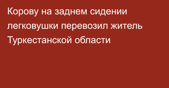 Корову на заднем сидении легковушки перевозил житель Туркестанской области