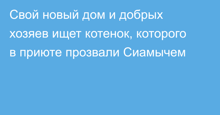  Свой новый дом и добрых хозяев ищет котенок, которого в приюте прозвали Сиамычем