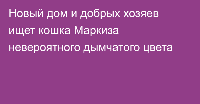 Новый дом и добрых хозяев ищет кошка Маркиза невероятного дымчатого цвета