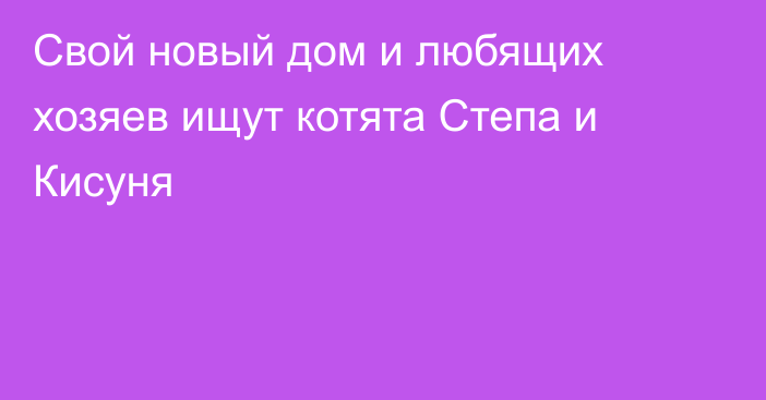 Свой новый дом и любящих хозяев ищут котята Степа и Кисуня