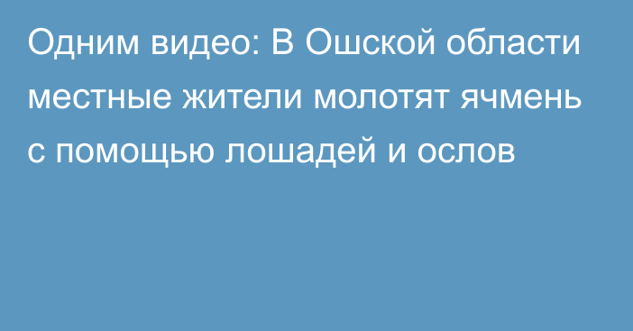 Одним видео: В Ошской области местные жители молотят ячмень с помощью лошадей и ослов