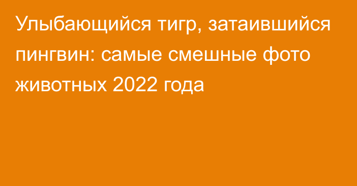 Улыбающийся тигр, затаившийся пингвин: самые смешные фото животных 2022 года