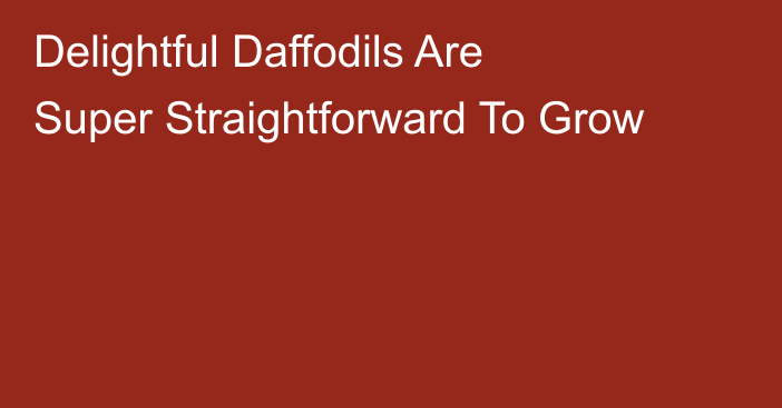 Delightful Daffodils Are Super Straightforward To Grow