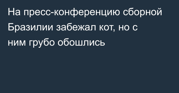 На пресс-конференцию сборной Бразилии забежал кот, но с ним грубо обошлись