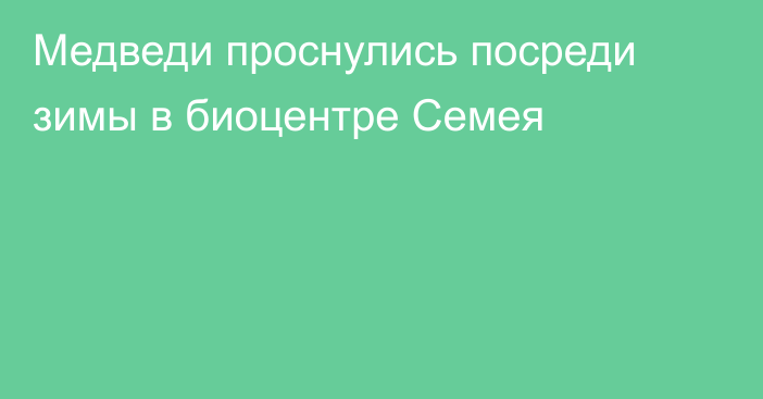 Медведи проснулись посреди зимы в биоцентре Семея