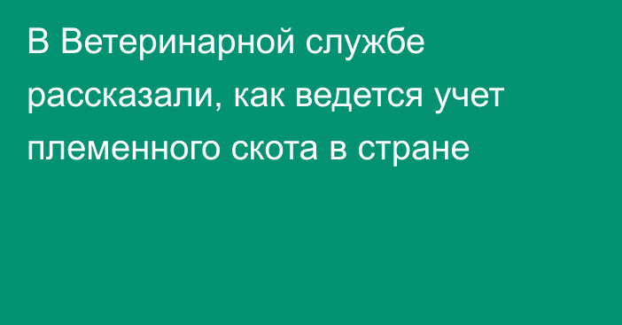 В Ветеринарной службе рассказали, как ведется учет племенного скота в стране