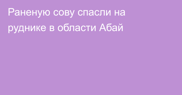 Раненую сову спасли на руднике в области Абай