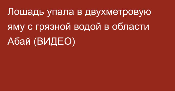 Лошадь упала в двухметровую яму с грязной водой в области Абай (ВИДЕО)