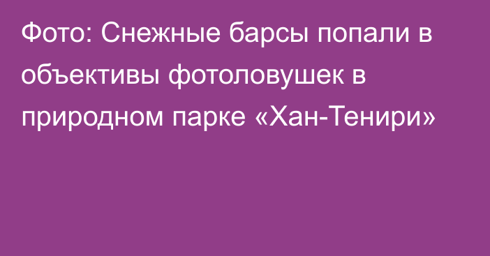 Фото: Снежные барсы попали в объективы фотоловушек в природном парке «Хан-Тенири»