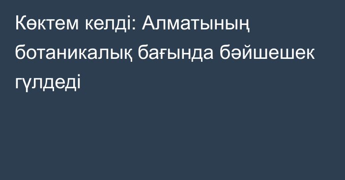 Көктем келді: Алматының ботаникалық бағында бәйшешек гүлдеді