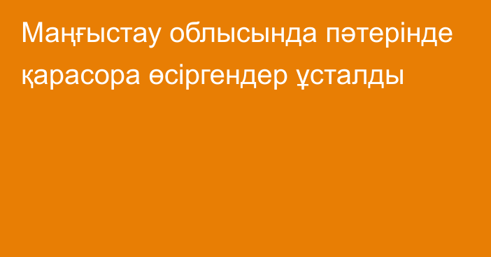 Маңғыстау облысында пәтерінде қарасора өсіргендер  ұсталды