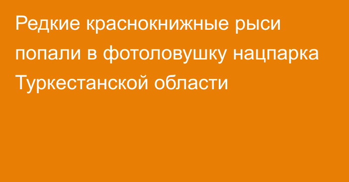 Редкие краснокнижные рыси попали в фотоловушку нацпарка Туркестанской области