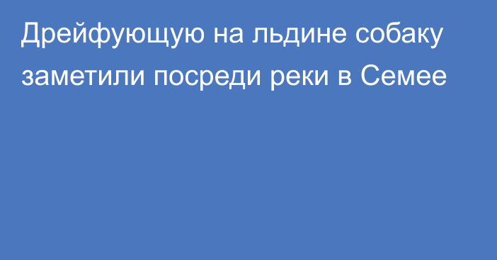 Дрейфующую на льдине собаку заметили посреди реки в Семее