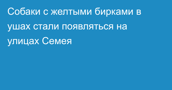 Собаки с желтыми бирками в ушах стали появляться на улицах Семея