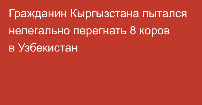 Гражданин Кыргызстана пытался нелегально перегнать 8 коров в Узбекистан