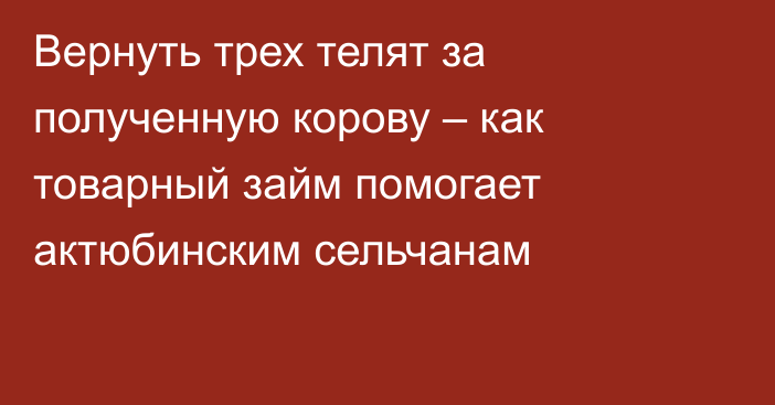 Вернуть трех телят за полученную корову – как товарный займ помогает актюбинским сельчанам