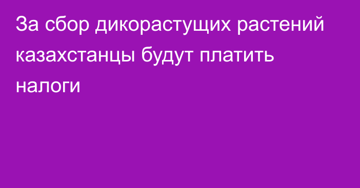 За сбор дикорастущих растений казахстанцы будут платить налоги