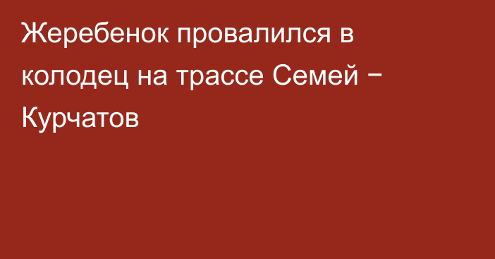 Жеребенок провалился в колодец на трассе Семей − Курчатов