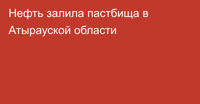 Нефть залила пастбища в Атырауской области