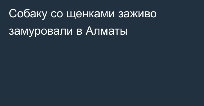 Собаку со щенками заживо замуровали в Алматы