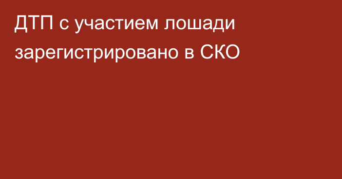 ДТП с участием лошади зарегистрировано в СКО