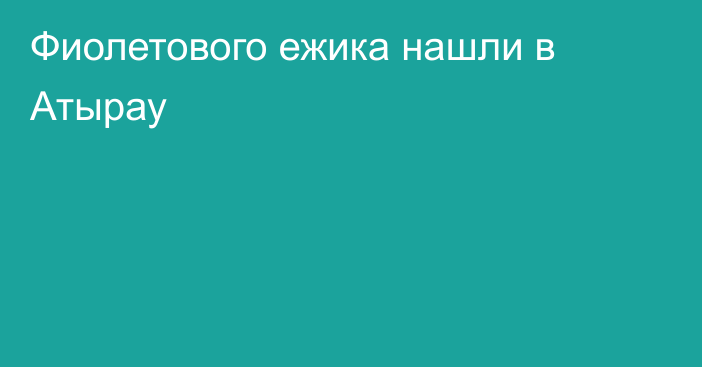 Фиолетового ежика нашли в Атырау